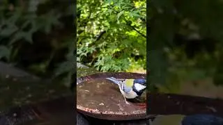 Bird bathing on hot summer days  #shorts #viralshort #waterbird