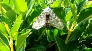 Giant Leopard Moth Release Into Wild