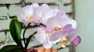 Dtps. Liu's Sakura KF 4N Цветение орхидеи, японская Сакура Удивительные цветы зефирное облако
