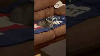 Cat Watching &ldquo;The Lion King&rdquo; on TV for the First Time