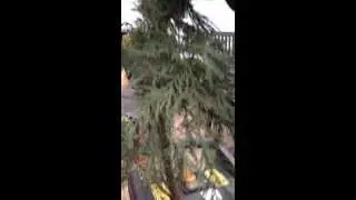 Bosch 2200 HP Shredder - Pine Tree 1