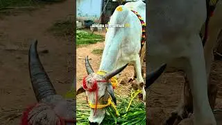 Gomatha Seemantham | Comment how it is |