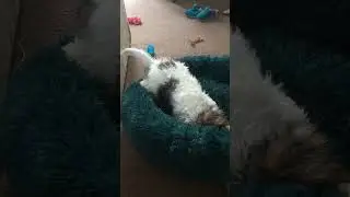 Fox Terrier Evie Attack Mode