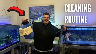 My FISH TANK CLEANING ROUTINE!!!