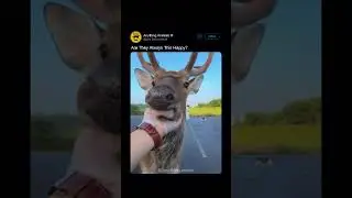 🦌 Deer Trusts Human Completely ⬇️