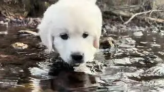 Golden Retriever Dunbar Completes Weeks 1-2 of Clicker Training! 
