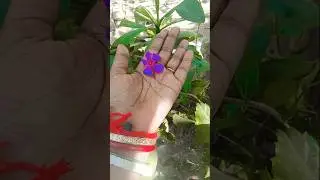 It is the Smaller shiny jewel beetleYp-7791#nature#funny✊🌸😱😁🥰