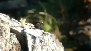 black Wheatear