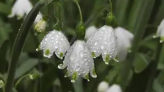 ФУТАЖ. Ландыши, ландыши, светлого мая привет! FOOTAGE. Lily of the Valley.