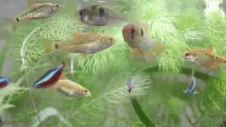 TetraRubin ja TetraPhyll | Erikoisruoka
