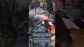 Heroic K9 &lsquo;Yoda&rsquo; Captures Escaped Killer, Saving Lives ZS 23