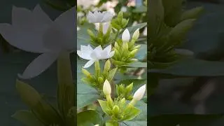 Ninna Naguvu&hellip;#shortvideo #flowers #nature #garden #village #villagelife #shorts #short