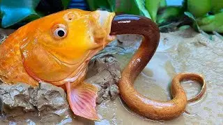 Unbelievable Fishing With Eggs | Naturally Food Fishing || @Fish Hunter