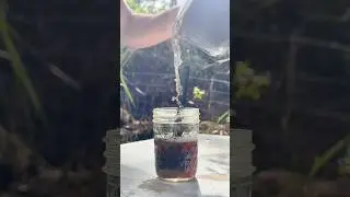 Making tea from fresh leaves