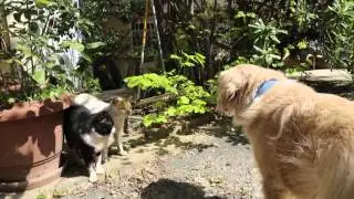 Hercules the Dog and his cat friends Vrasidas and Mitsos