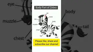 body parts of zebra l #education#trendingshorts  #youtubeshorts