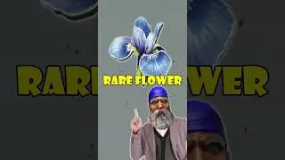 Ark Rare Flower