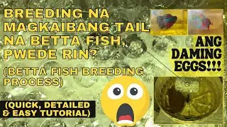 PWEDE RIN BA I-BREED ANG BETTA FISH NA MAGKAIBANG TAIL?(DETAILED TUTORIAL)│ANG DAMING EGGS!│VLOG#004