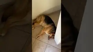 My dog’s favorite spot to nap 🥺