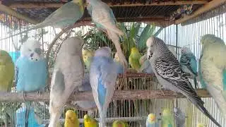 ❤️ Most Adorable Budgie Moments You&rsquo;ll Replay 🥹🦜