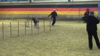VDH DM Agility Rieden/Kreuth