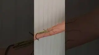 He's MASSIVE! #stickinsect #australian #stickbug