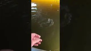 Dock flipping BIG crappie