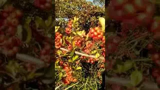 BİSMİLLAHHİRAHMANİRAHİM ALLAH ım Dünyamız ı faleket hastalıklardan ve musibet Ler den korusun