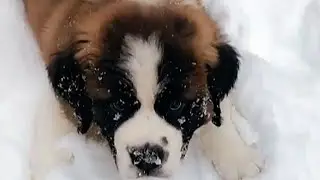 Gigantic St  Bernard is Living Proof That Big Dogs = Big Hearts