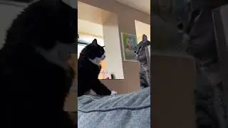 Cat fight! They forgot about it 5 minutes later and were cuddling again.
