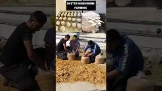 Oyster mushroom farming Successful Grow mushrooms at home #shorts #mushroom