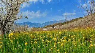swat valley , swatbeaty, nature,  pakistanbeauty, beautiful places of swat, spring in swat,