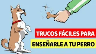10 Trucos F&aacute;ciles Para Ense&ntilde;arle A Tu Perro
