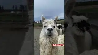 #entertainment #Lama  love #Lester&rsquo;s Farm Market NL