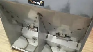 PigEasy 2020 Winter Trade Shows