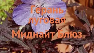 Герань луговая Миднайт Блюз (geranium pratense) 🌿 обзор: как сажать, саженцы герани Миднайт Блюз