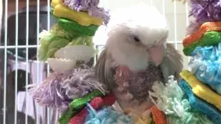 Mar 28/17 Miss Smokey Where Art Thou Feathers