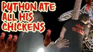 Python eats all of this man's chickens!!!