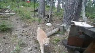 Cat chases bear pt 2