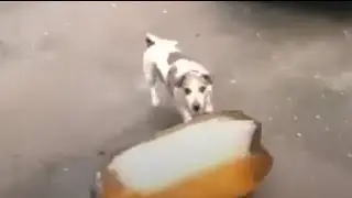 Dog Bottle Explosion | Subtle Foreshadowing