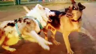 German Shepherd Hybrid Pisses Off Australian Shepherd At Dog Park