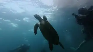  My  Dive  my life