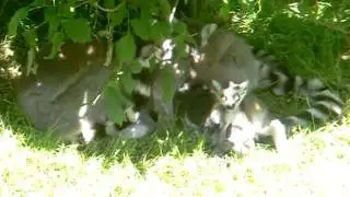 kattas in the sun