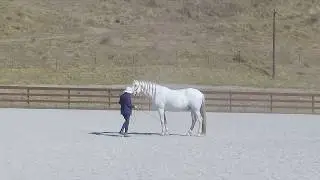 SS Blu GW2 Schooling 972019