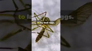 Mosquito Danger Deadliest Insect Explained