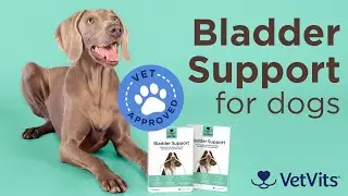 VetVits Bladder Support for Dogs 🐶 Stop Urinary Problems & Accidents Naturally!