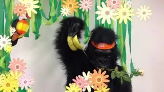 Jez Wood's GorillaGram