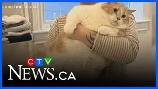 Ontario fat cat inspires weight-loss sanctuary for other felines