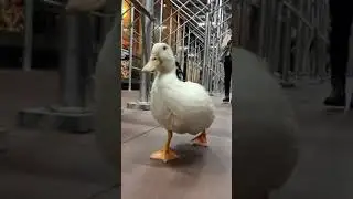 Duck Walks in New York City