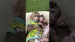 Big boy and meta so cute #baby #animals #monkey #cute #youtubeshorts #usa